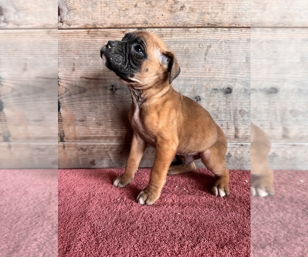 Medium Photo #9 Boxer Puppy For Sale in VERMONTVILLE, MI, USA