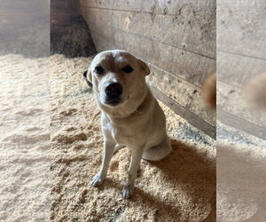 Labrador Retriever-Unknown Mix Dogs for adoption in Mouth Of Wilson, VA, USA