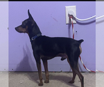 Small Photo #1 Miniature Pinscher Puppy For Sale in STERLING, MI, USA