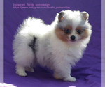 Small Photo #11 Pomeranian Puppy For Sale in WEST PALM BEACH, FL, USA