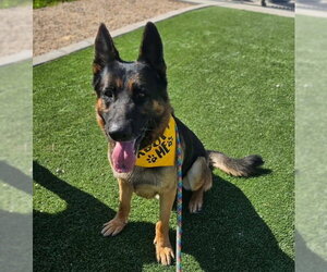 German Shepherd Dog Dogs for adoption in phoenix, AZ, USA