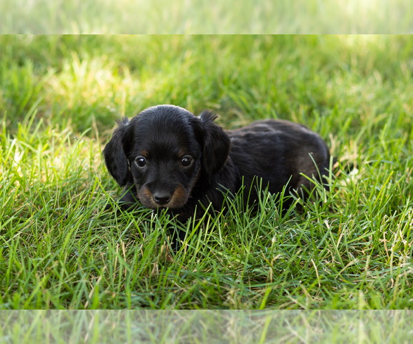 Medium Photo #9 Dachshund Puppy For Sale in NAPPANEE, IN, USA