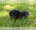 Small #8 Dachshund