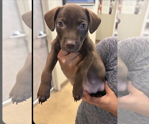 Labrador Retriever-Unknown Mix Dogs for adoption in The Woodlands, TX, USA