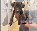Chocolate - Female Labrador Retriever-Unknown Mix Dog for Adoption - Small photo
