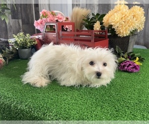 Poo-Ton (Toy) Puppy for sale in CANOGA, NY, USA