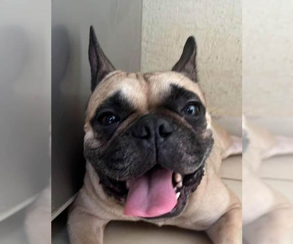 Medium Photo #1 French Bulldog Puppy For Sale in San Diego, CA, USA