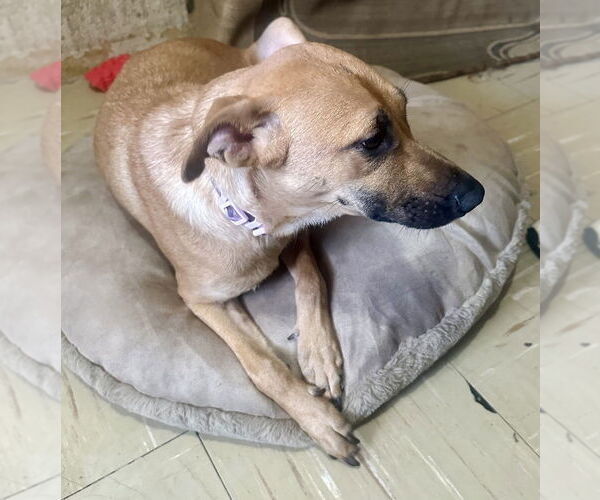 Medium Photo #2 Black Mouth Cur-Labrador Retriever Mix Puppy For Sale in San Diego, CA, USA