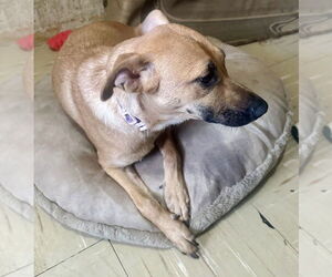 Dustee - Female Black Mouth Cur-Labrador Retriever Mix Dog for Adoption - Photo #2
