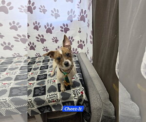 Dachshund-Unknown Mix Dogs for adoption in Metairie, LA, USA