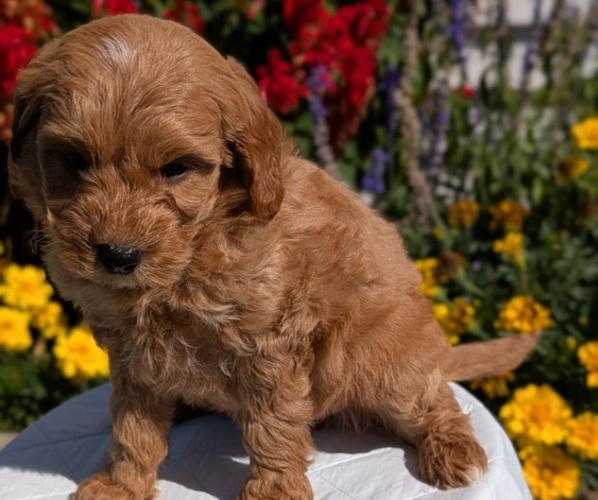 Medium Photo #12 Goldendoodle (Miniature) Puppy For Sale in GOSHEN, IN, USA