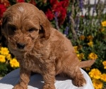 Small #11 Goldendoodle (Miniature)