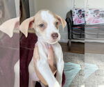 Small #5 German Shorthaired Lab