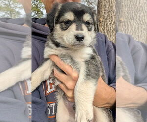 Shollie Dogs for adoption in Oak Bluffs, MA, USA