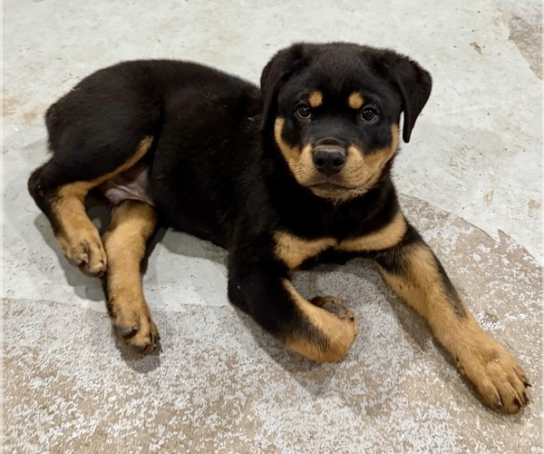 Medium Photo #20 Rottweiler Puppy For Sale in BRIGHTON, CO, USA