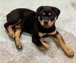 Small #19 Rottweiler