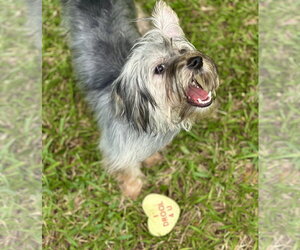 Thunder - Male Maltese-Unknown Mix Dog for Adoption - Photo #2