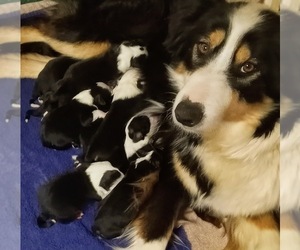 English Shepherd Puppy for Sale in FREDERICK, Maryland USA