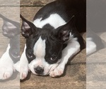 Small #3 Boston Terrier