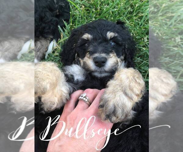Medium Photo #4 Bernedoodle Puppy For Sale in BENTON, KY, USA