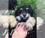 Small Photo #4 Bernedoodle Puppy For Sale in BENTON, KY, USA