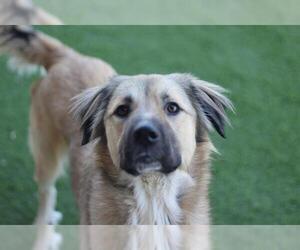German Shepherd Dog-Unknown Mix Dogs for adoption in Grand Prairie, TX, USA
