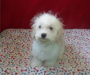 Cavachon Puppy for sale in PATERSON, NJ, USA