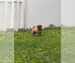 Small #4 Puggle