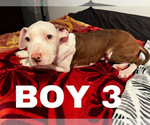 Small Photo #1 American Pit Bull Terrier Puppy For Sale in CHICAGO, IL, USA