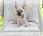 Puppy 5 French Bulldog