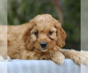 Cavapoo Puppy for sale in EAST EARL, PA, USA