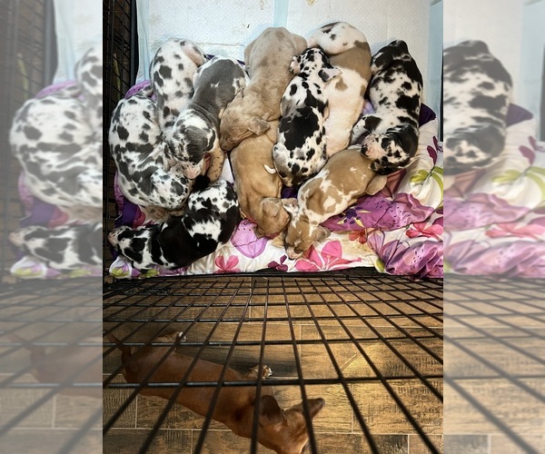 Medium Photo #3 Great Dane Puppy For Sale in MIMS, FL, USA