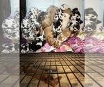 Small Photo #3 Great Dane Puppy For Sale in MIMS, FL, USA