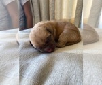 Small Photo #1 Dogue de Bordeaux Puppy For Sale in WHITTIER, CA, USA