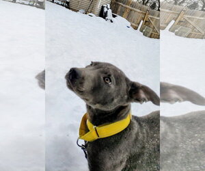 Rocky - Male Mutt Dog for Adoption - Photo #3