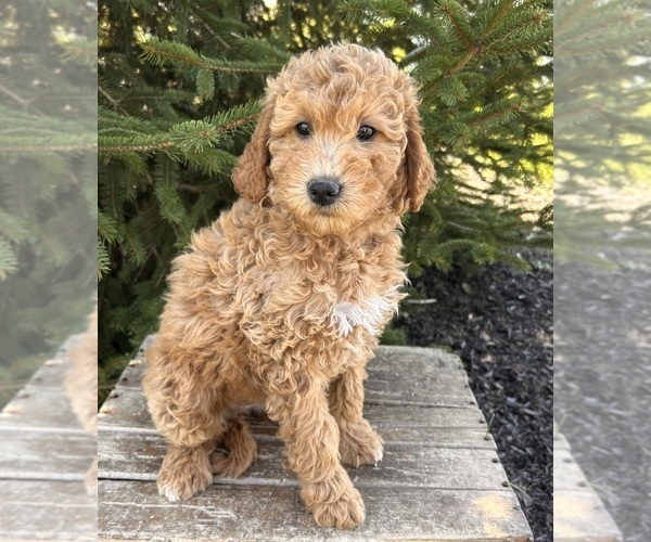 Medium Photo #1 Goldendoodle (Miniature) Puppy For Sale in MIDDLEBURY, IN, USA
