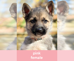 Puppy Pink German Shepherd Dog-Siberian Husky Mix