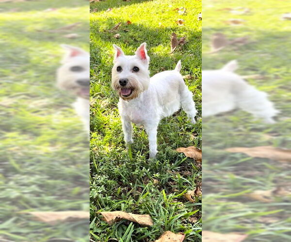 Medium Photo #5 Mutt Puppy For Sale in Weston, FL, USA
