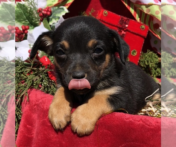 Medium Photo #5 Australian Shepherd-Chihuahua Mix Puppy For Sale in SHERMAN, TX, USA