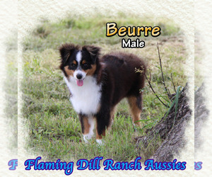 Boston Terrier Puppy for sale in FORESTBURG, TX, USA