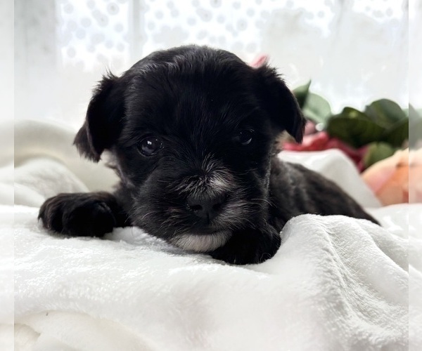 Medium Photo #3 Morkie Puppy For Sale in ROCK STREAM, NY, USA