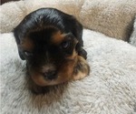 Small Photo #25 Aussalier Puppy For Sale in ATHOL, ID, USA