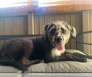 Biscotti - Male Labradoodle Dog for Adoption - Photo #2