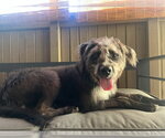 Small Photo #2 Labradoodle Puppy For Sale in Lancaster, PA, USA