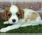 Small #14 Cavalier King Charles Spaniel