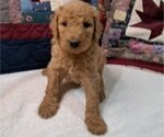 Small #1 Goldendoodle
