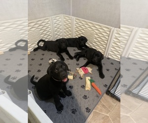 Labrador Retriever Litter for sale in SYRACUSE, IN, USA