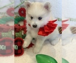 Small Photo #1 Pomsky Puppy For Sale in GLENDALE, CA, USA