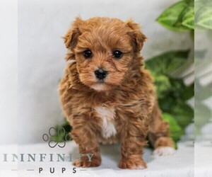 Poovanese Puppy for sale in EAST EARL, PA, USA