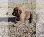 Puppy Bruno Golden Shepherd
